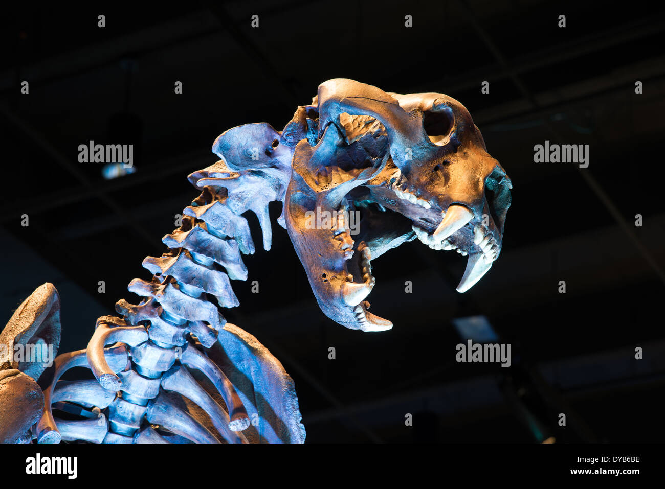 Fossile Skelett eines Kurz-faced Bear (arctodus), eine ausgestorbene tragen in Nordamerika während des Pleistozän gelebt. Stockfoto