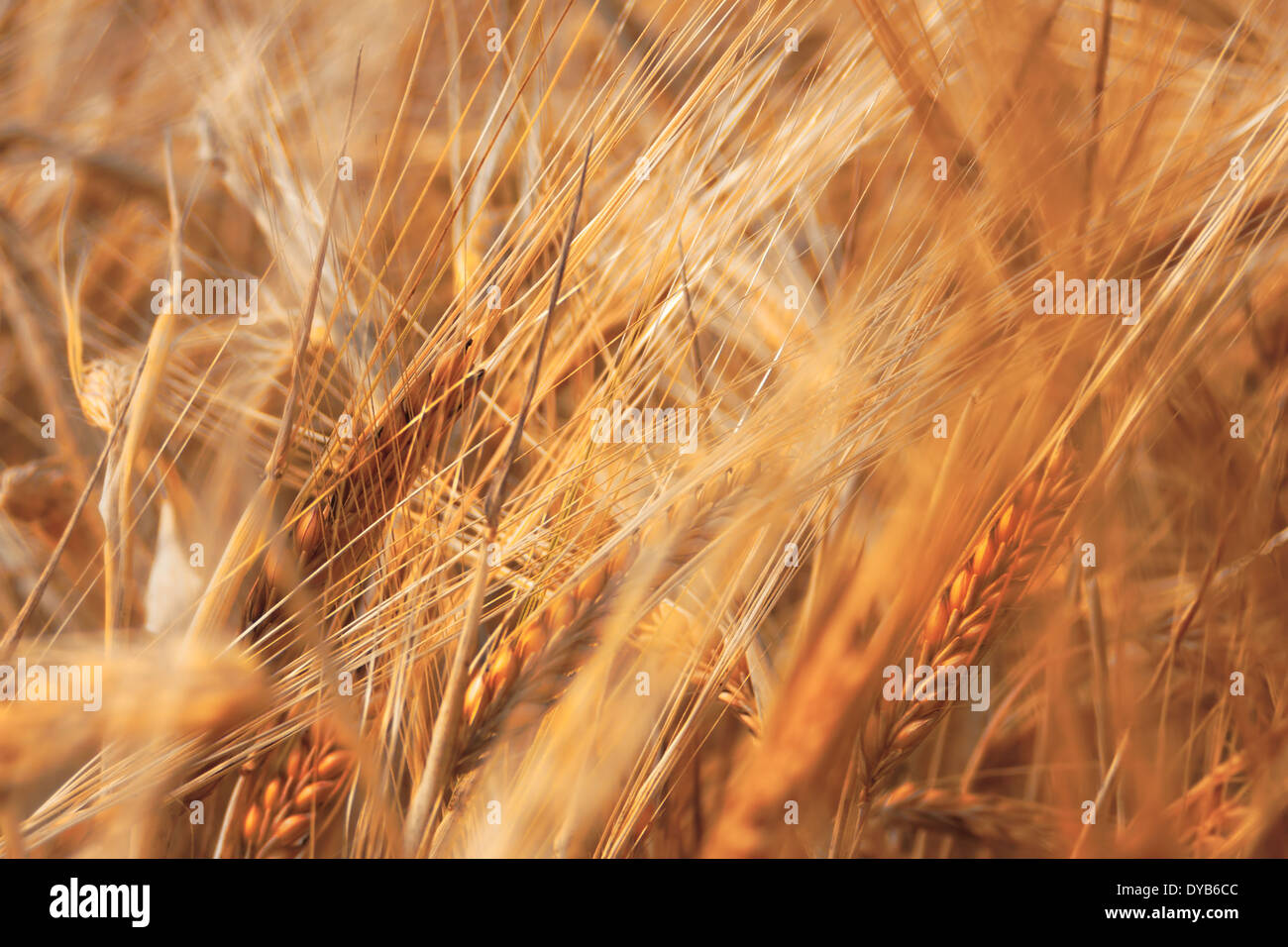Weizen - Traumbild mit reifen Weizen Stockfoto