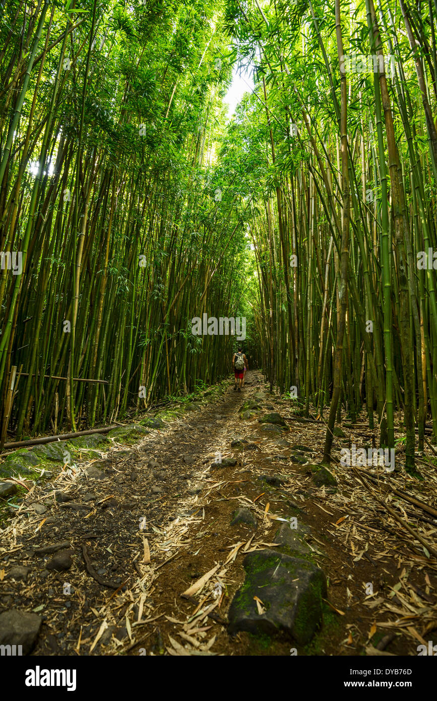 Die magischen und geheimnisvollen Bambus Wald von Maui. Stockfoto