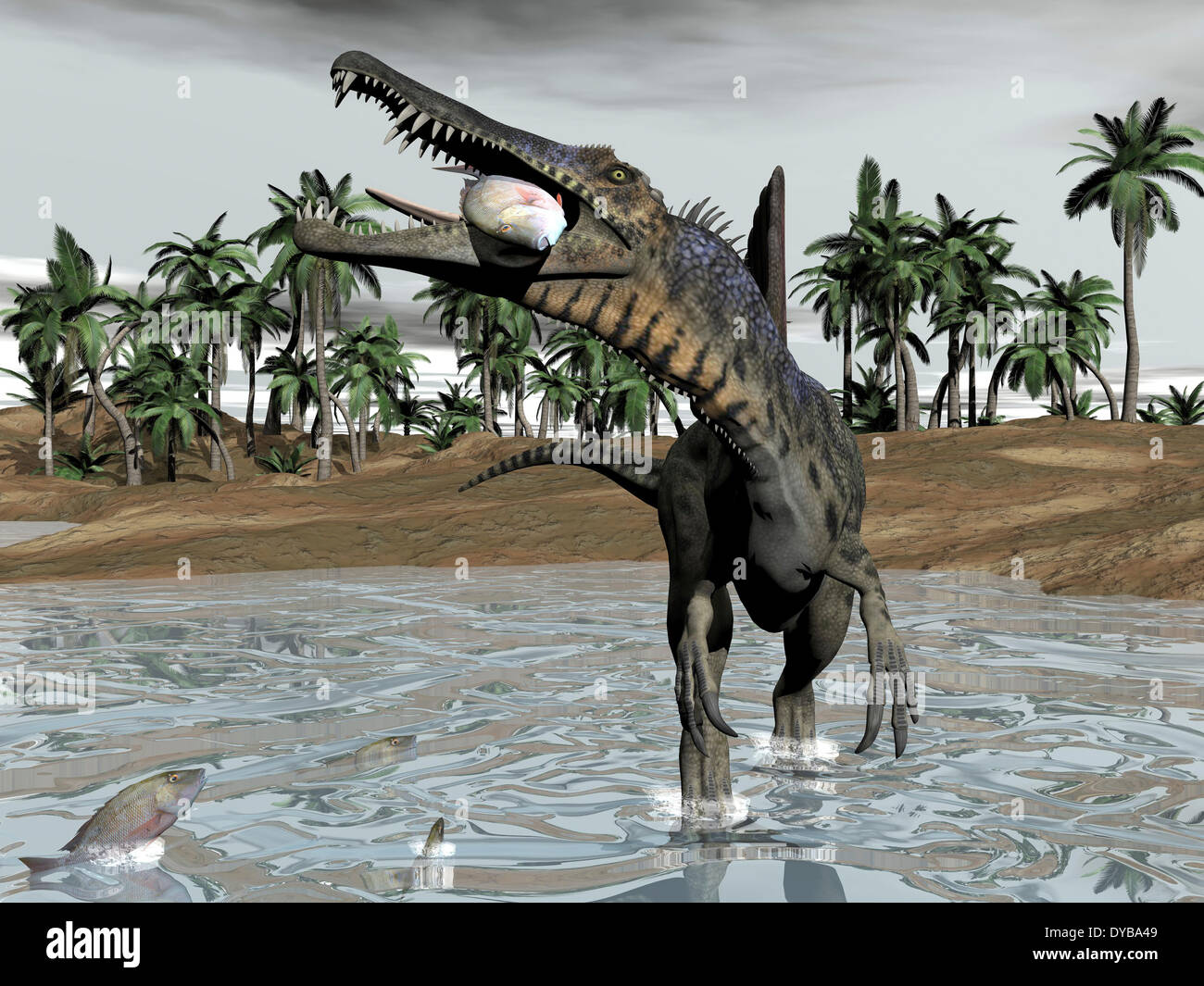 Spinosaurus Dinosaurier zu Fuß in Wasser und ernähren sich von Fisch. Stockfoto