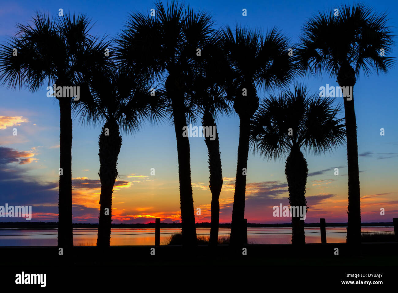 Palm Tree Sonnenuntergang, Jekyll Island, Georgia Stockfoto