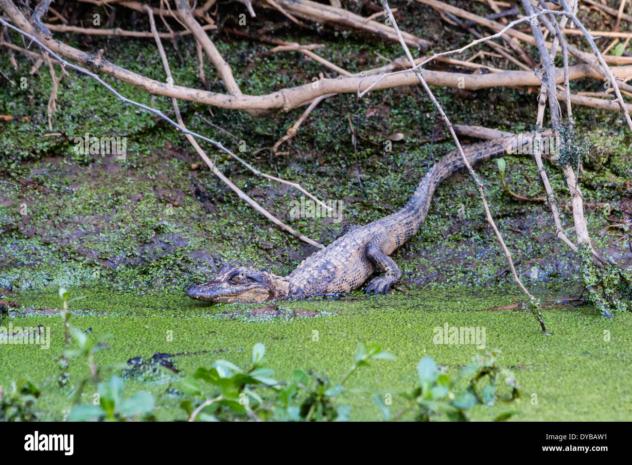 Baby-Alligator (Alligator Mississippiensis) in einem Sumpf in Florida. Stockfoto