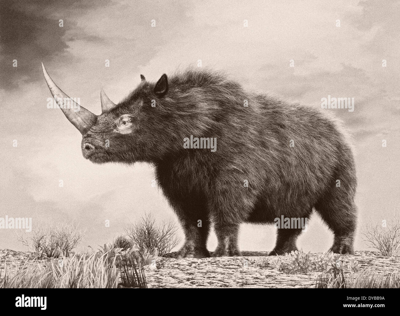 Die Wollnashorn Ist Eine Ausgestorbenen Arten Aus Dem Pleistoz n die-wollnashorn-ist-eine-ausgestorbenen-arten-aus-dem-pleistoz-n