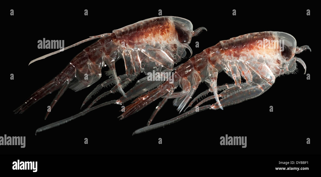 Hyperiidae Stockfotos und bilder Kaufen Alamy