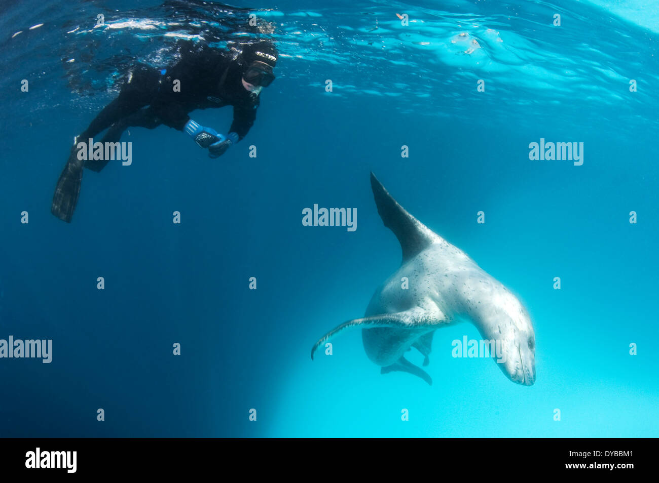 Schnorchler Begegnungen ein Seeleopard (Hydrurga Leptonyx), Astrolabium Island, Antarktis. Stockfoto