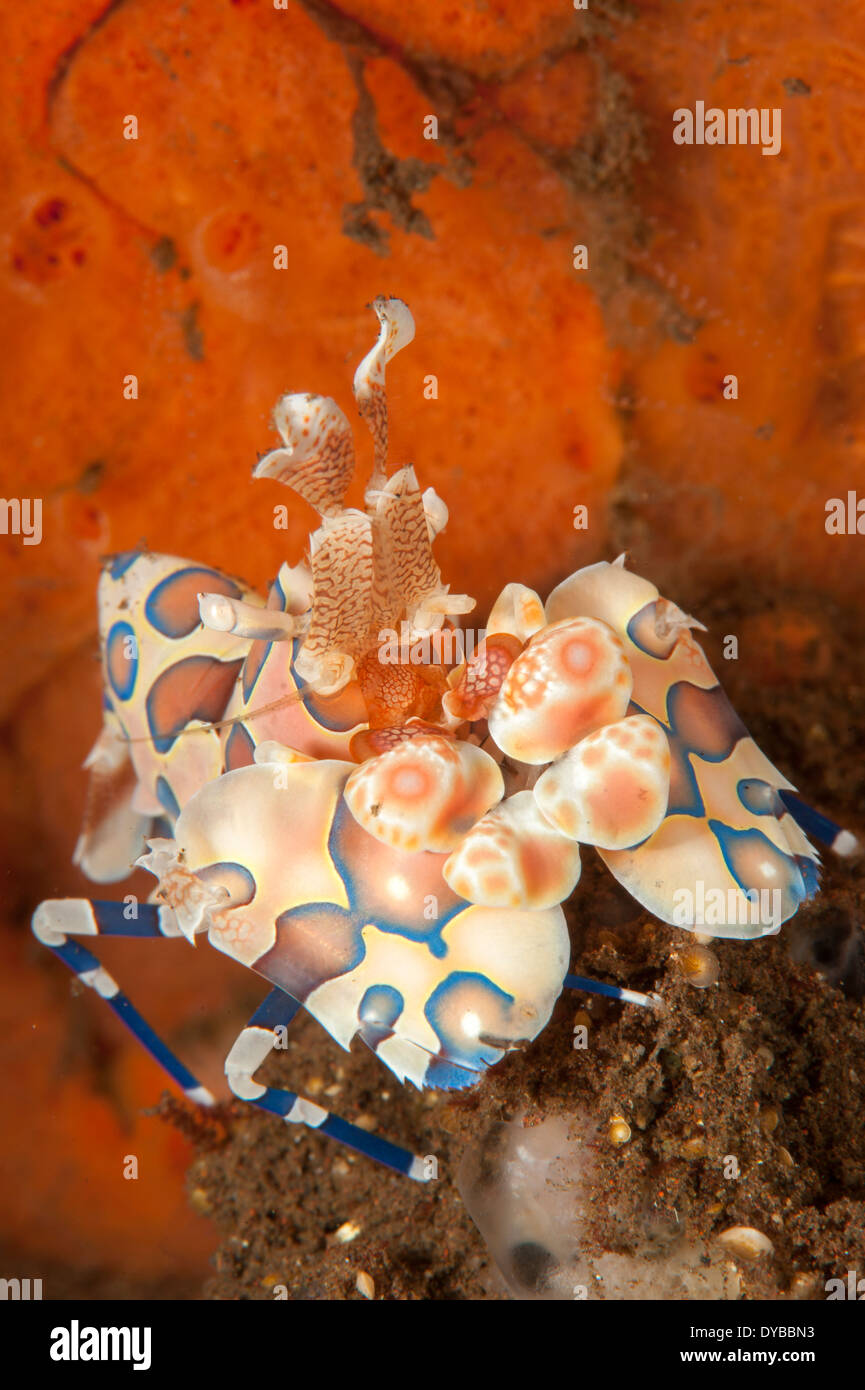 Harlekingarnelen (Hymenocera Elegans), mit leuchtend roten Schwamm in den Hintergrund, Tulamben, Bali, Indonesien. Stockfoto