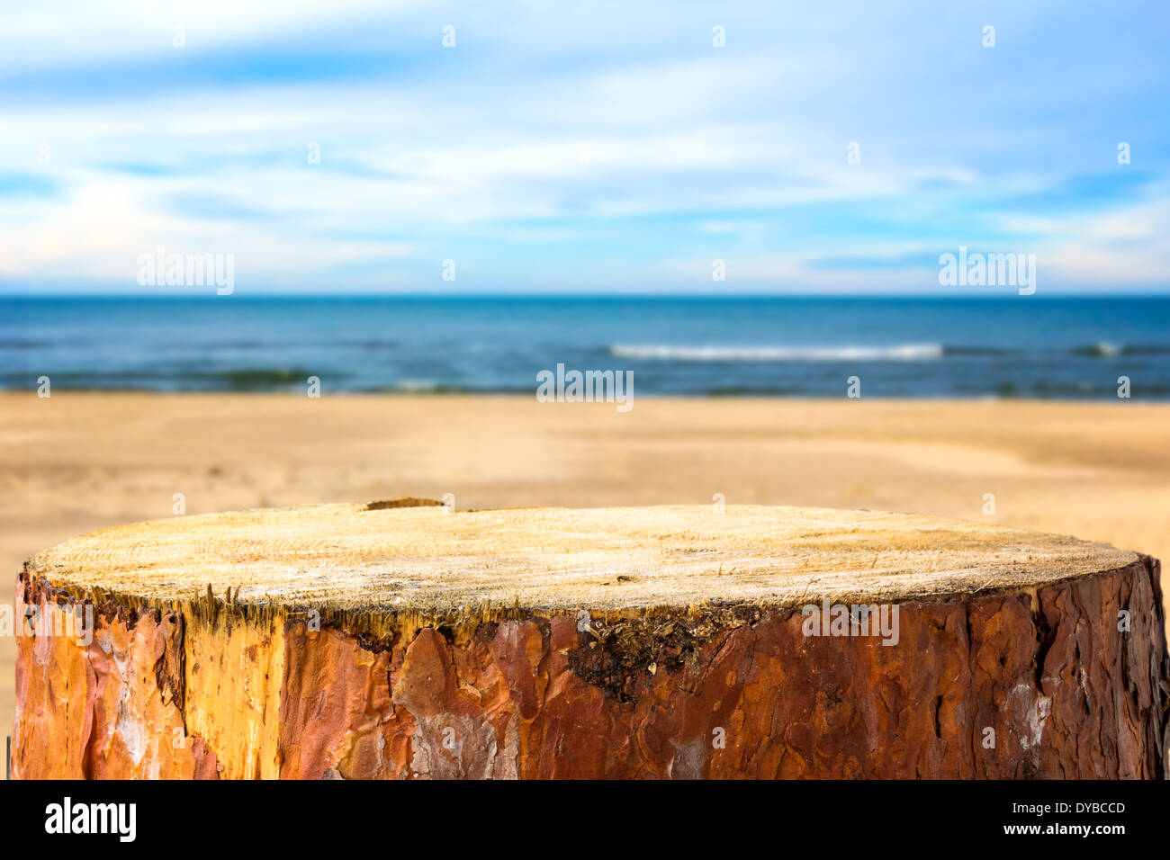 Kiefer-stumpf auf einem Hintergrund von Meeresstrand Stockfoto