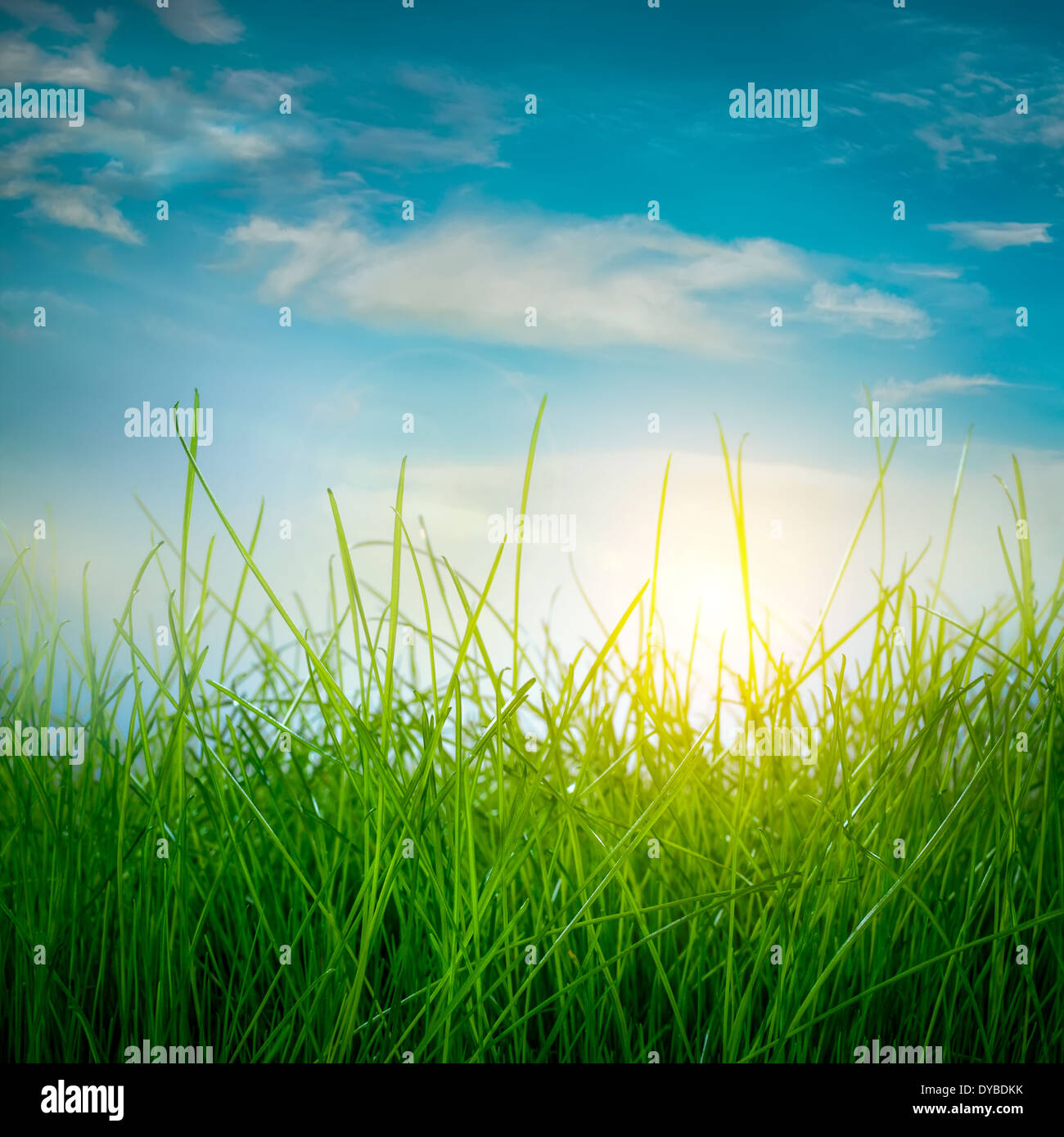 Regenbogen und Frühlingsgrün Grass und Sonne am blauen Himmelshintergrund Stockfoto