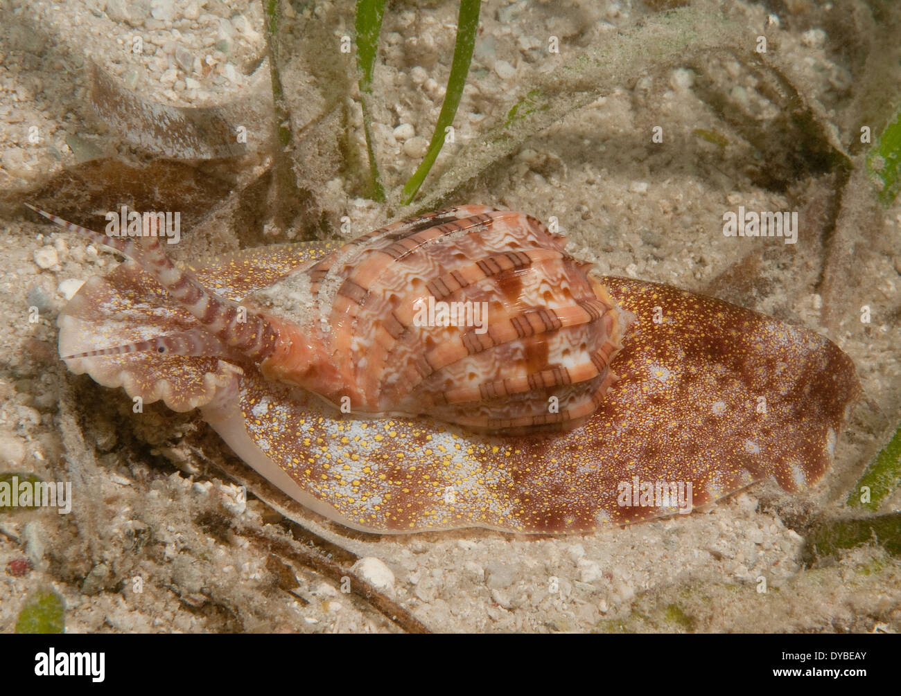 Harp snail, Papua New Guinea Stockfoto