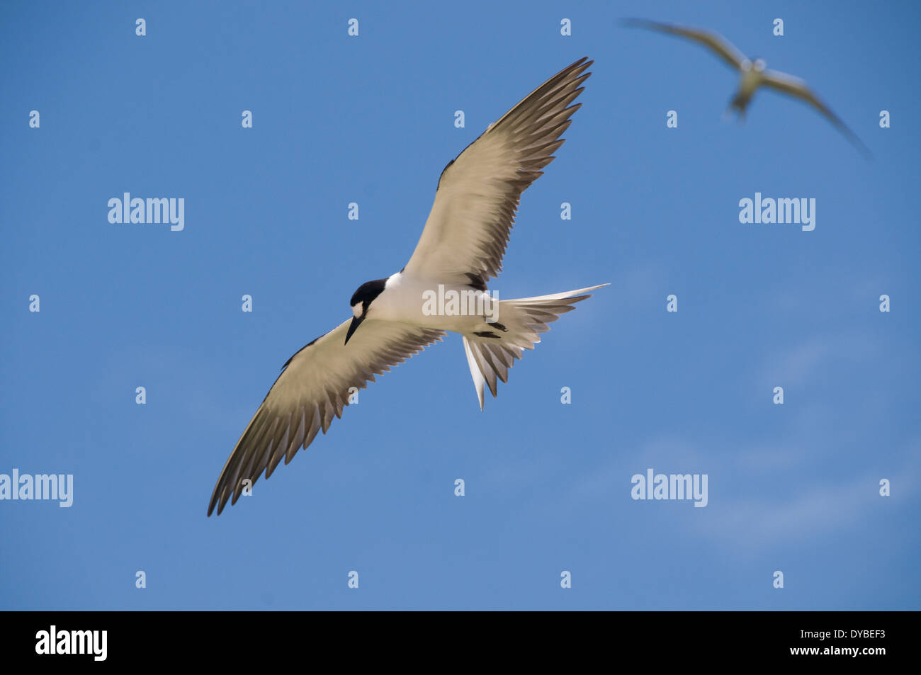 Sooty Tern (Onychoprion Fuscatus), North Bay, Lord-Howe-Insel, Australien Stockfoto