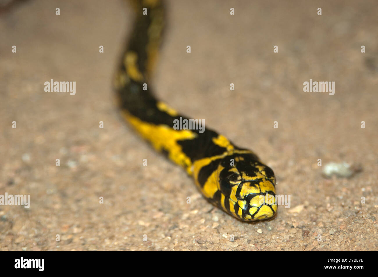 Caninana Schlange oder Huhn Schlange, Spilotes Pullatus, Gefangenschaft, Espirito Santo, Brasilien Stockfoto