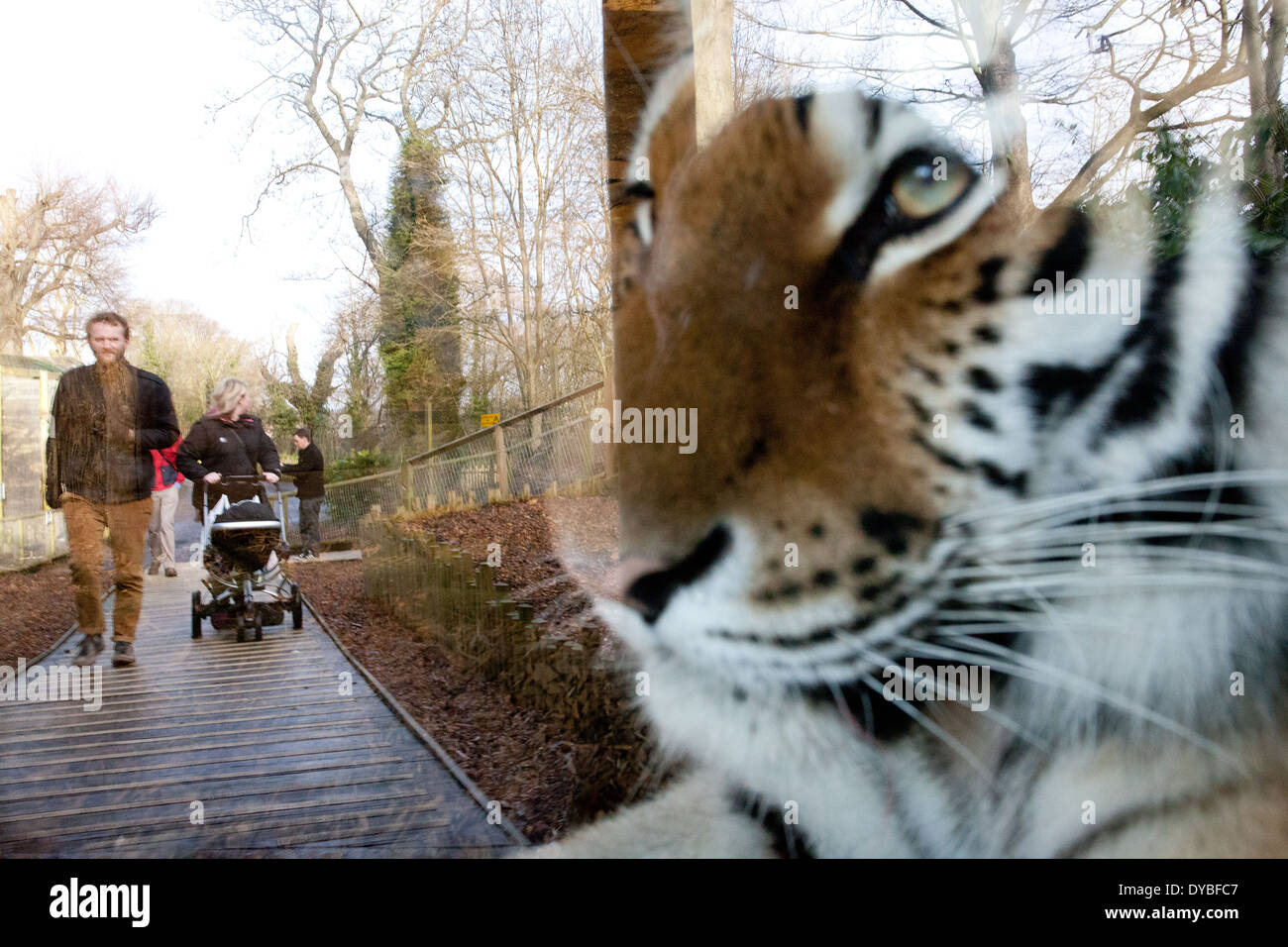 Tiger-Reflexion Stockfoto