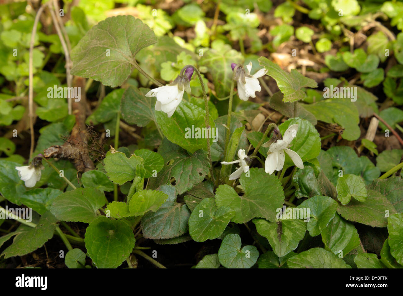 Sweet Violet, Viola odorata Stockfoto