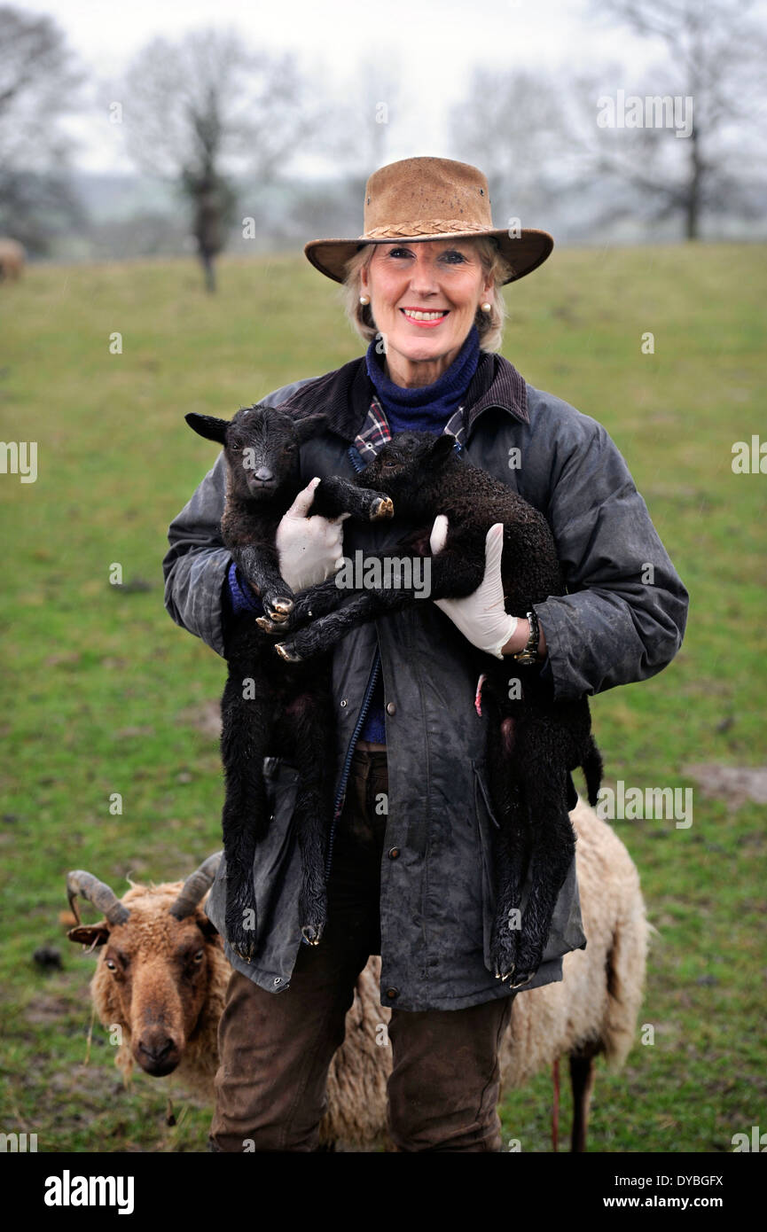 Eine Bäuerin sammelt Frühjahr Lämmer aus ihre Schafherde Manx Loaghtan, Wiltshire UK Stockfoto