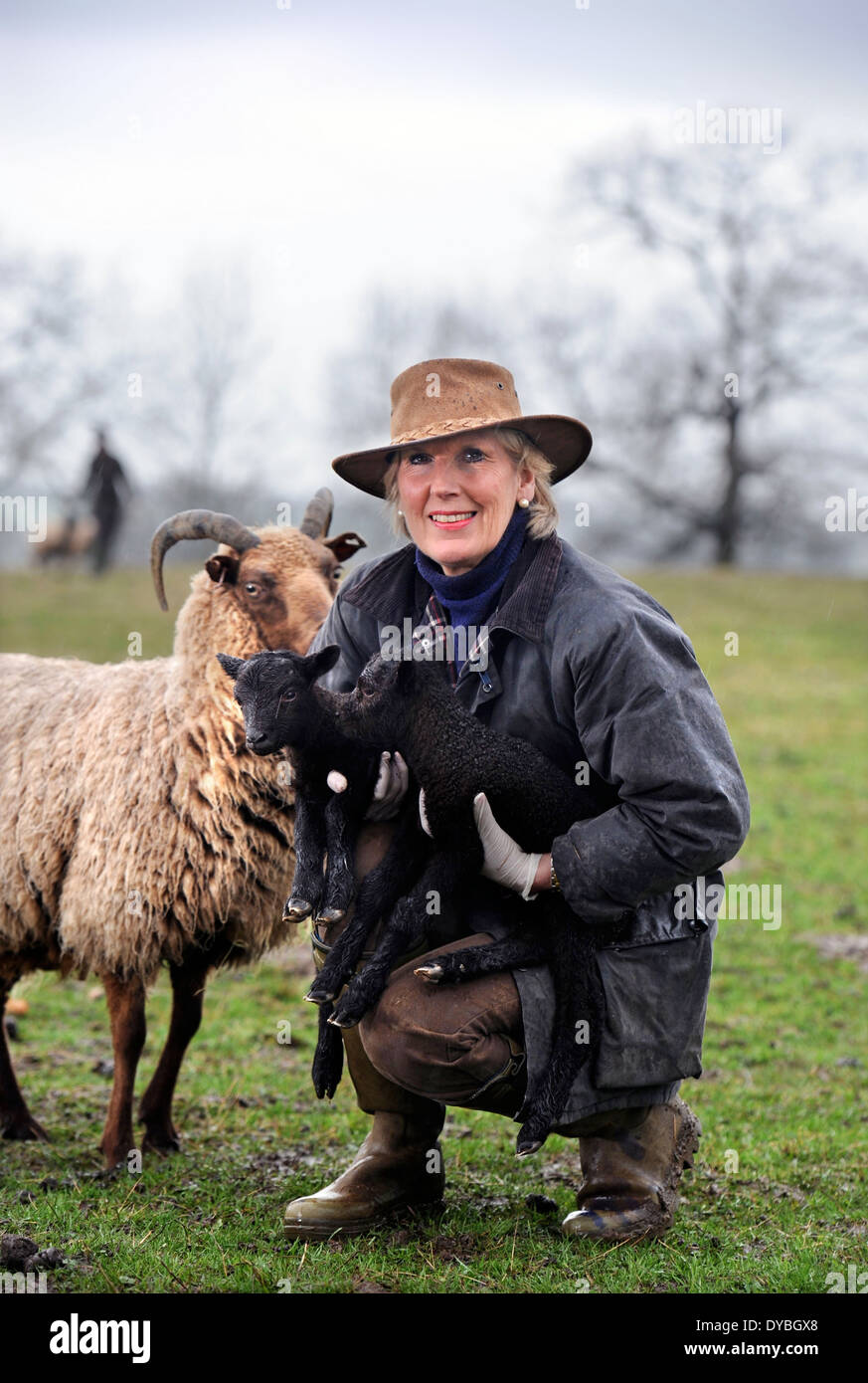 Eine Bäuerin sammelt Frühjahr Lämmer aus ihre Schafherde Manx Loaghtan, Wiltshire UK Stockfoto