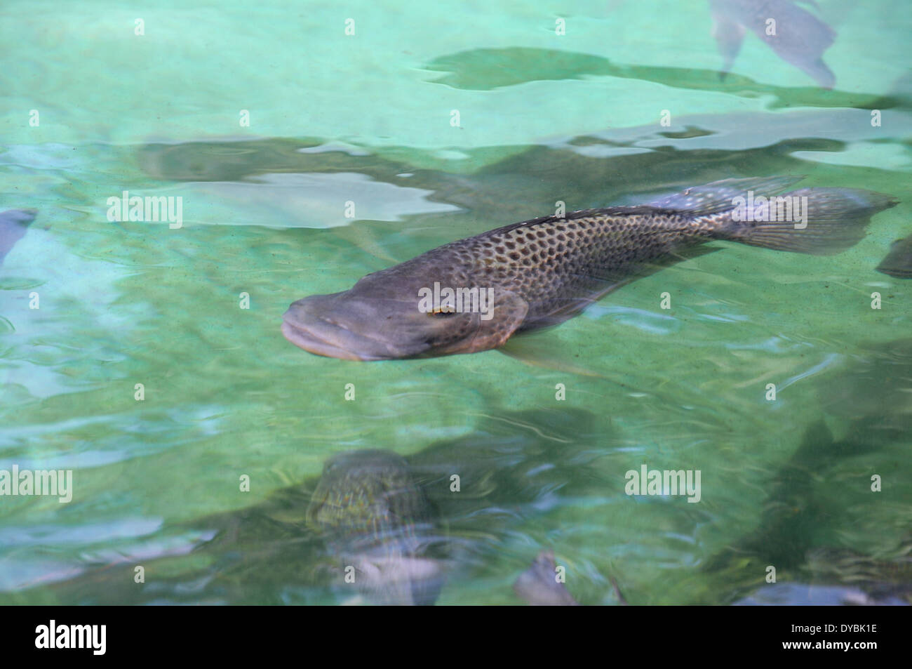 Erwachsenen Mosambik Tilapia, Oreochromis Mossambicus, Oahu, Hawaii, USA Stockfoto