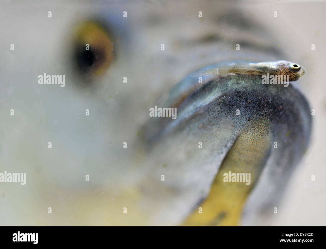 Erwachsenen mit ein Braten im Mund, Mosambik Tilapia, Oreochromis Mossambicus, Oahu, Hawaii, USA Stockfoto