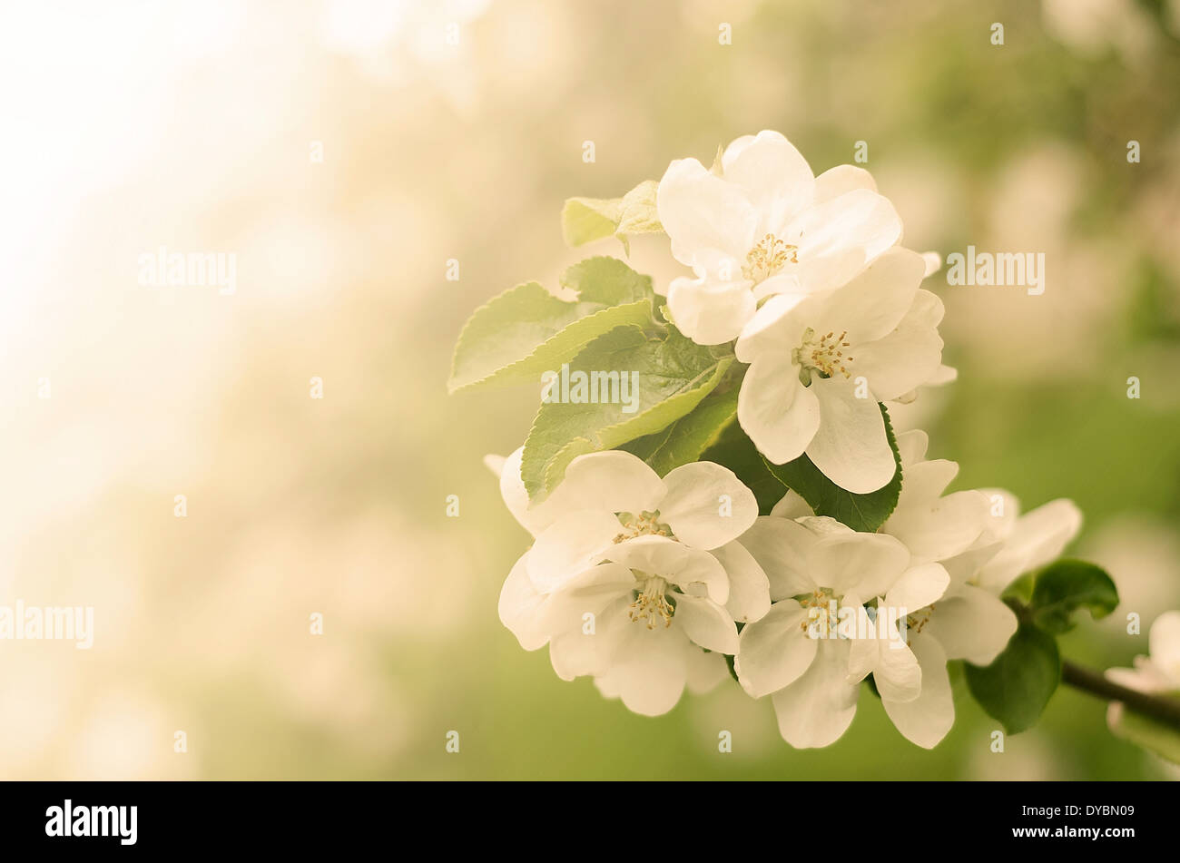 Vintage Blumen. Antiken Stil Foto Baum Blumen und Packungsbeilage mit Grunge alte Papiermuster Stockfoto