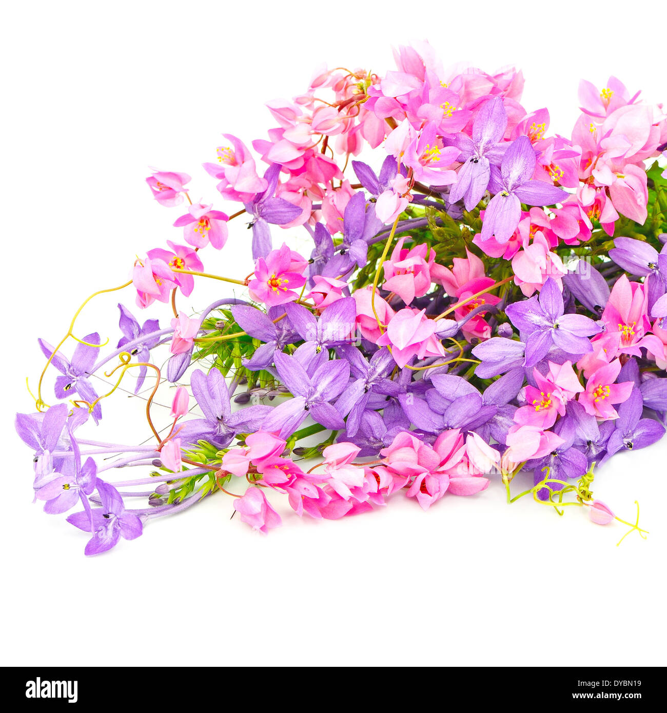 Sommer Blumen Hintergrund, isoliert auf weißem Hintergrund Stockfoto