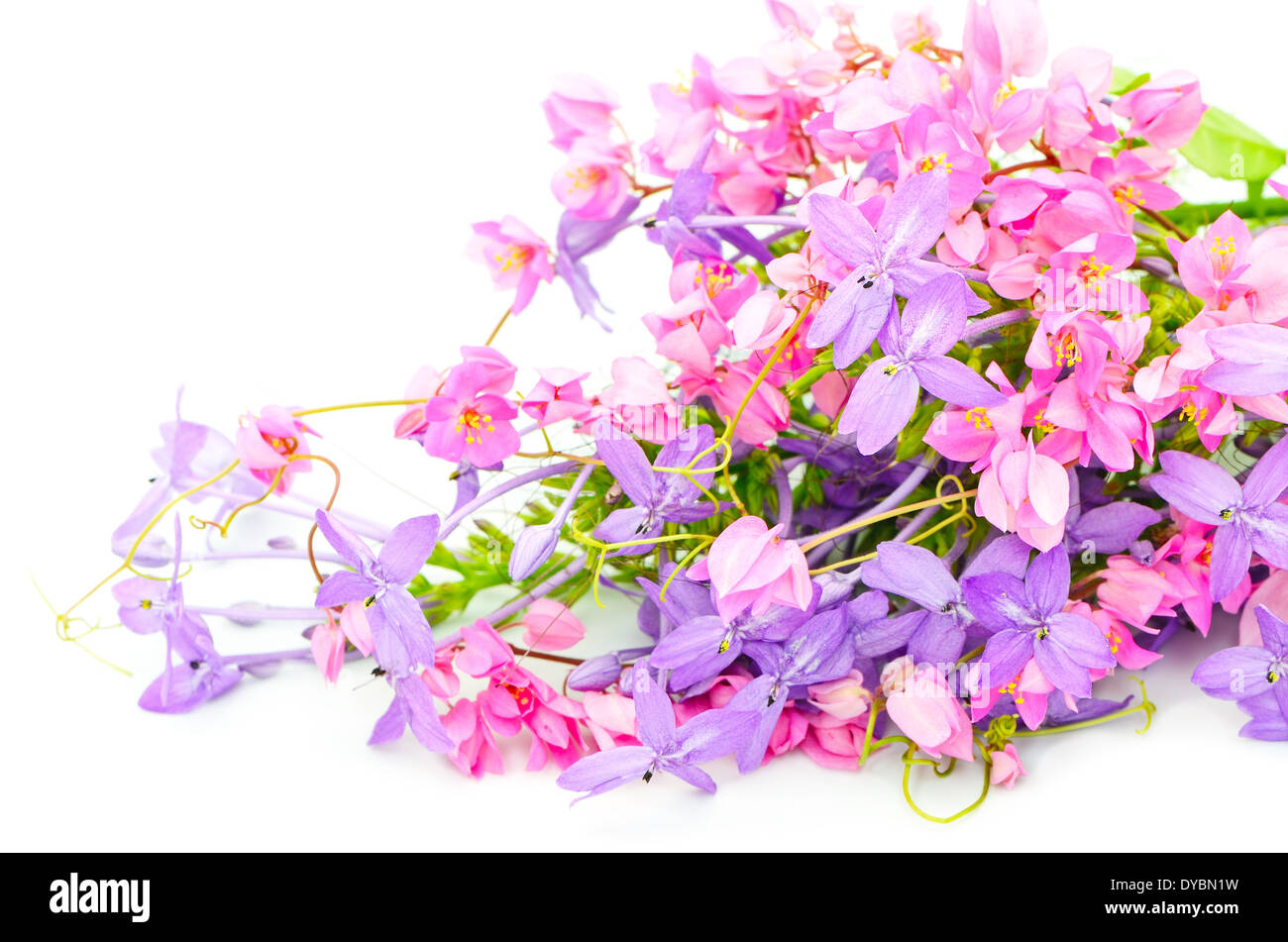 Sommer Blumen Hintergrund, Pink und lila Blume, isoliert auf weißem Hintergrund Stockfoto