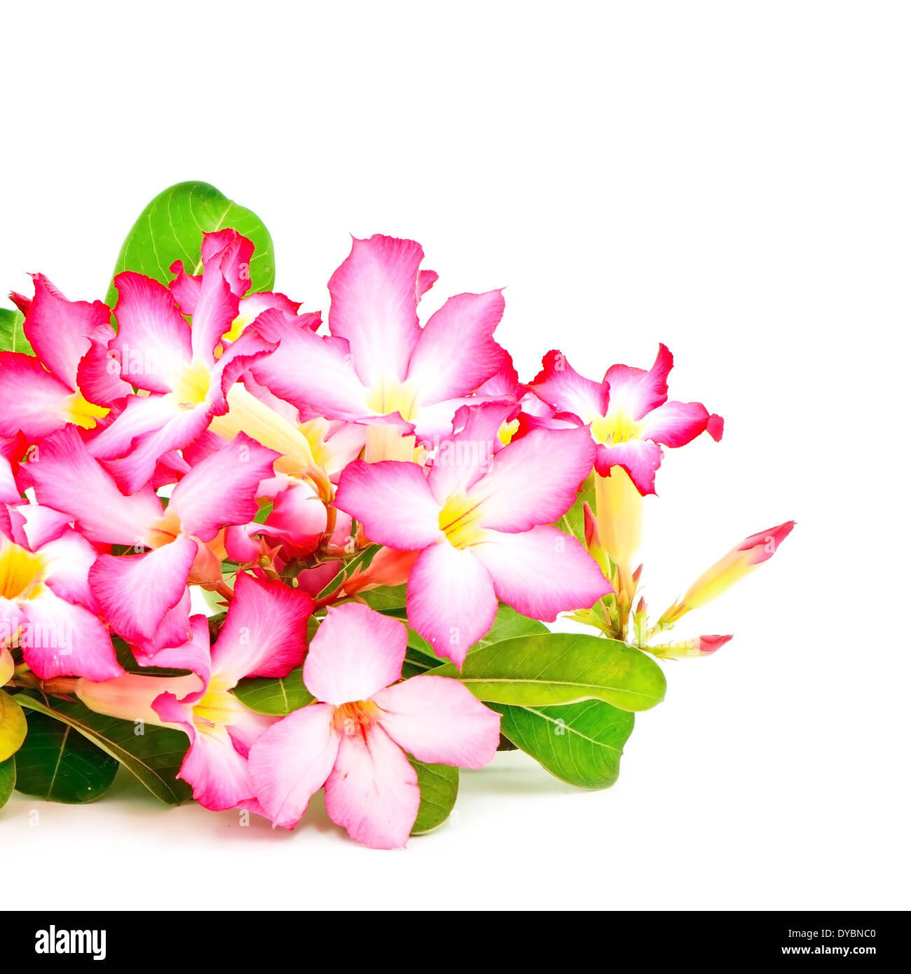 Schöne rote Blume, Blüte des Desert Rose-Impala Lily-Mock Azalee, rote form Stockfoto