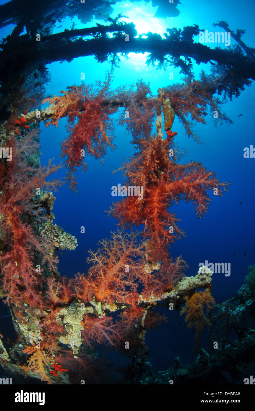Weiche Koralle wächst auf die Struktur des Cedar Pride Schiffbruch, Golf von Aqaba, Rotes Meer, Jordanien Stockfoto