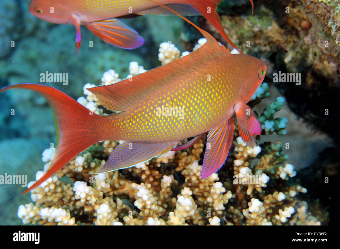 Männliche Scalefin oder Lyretail Anthias, Pseudanthias Squamipinnis, Golf von Aqaba, Rotes Meer, Jordanien Stockfoto