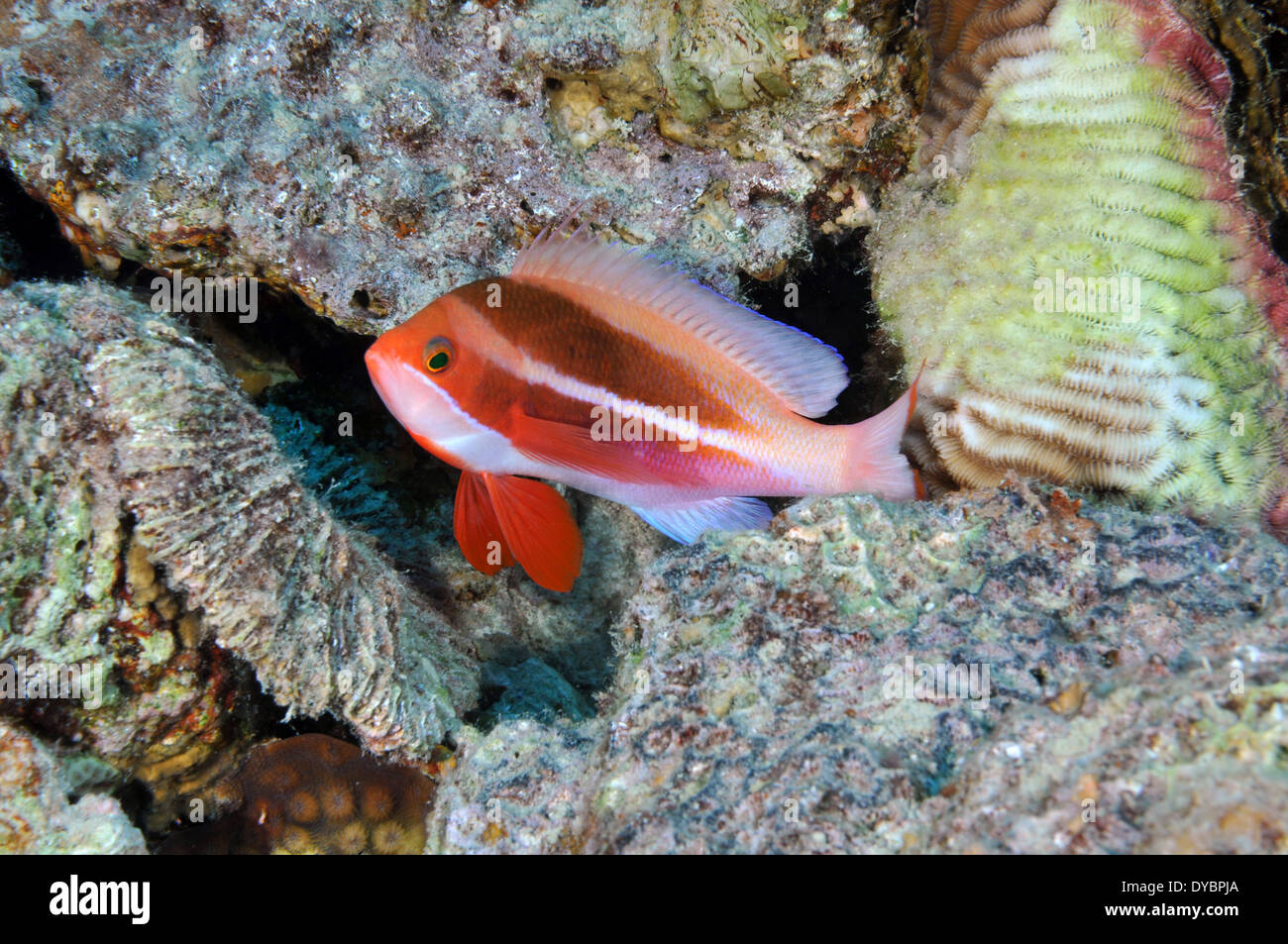 Männlich, gestreift oder rote Meer Anthias, Pseudanthias Taeniatus, Golf von Aqaba, Rotes Meer, Jordanien Stockfoto