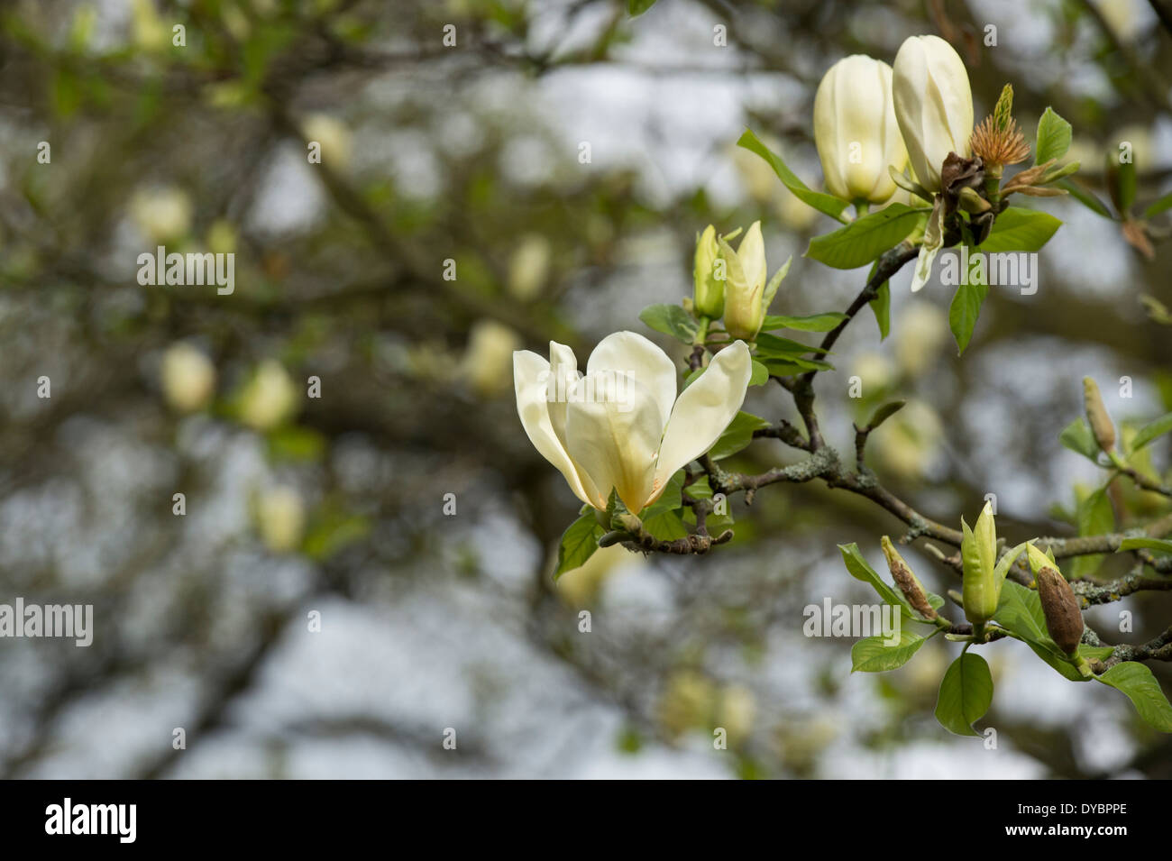 Magnolia Gelbfieber Baum Blüte Stockfoto