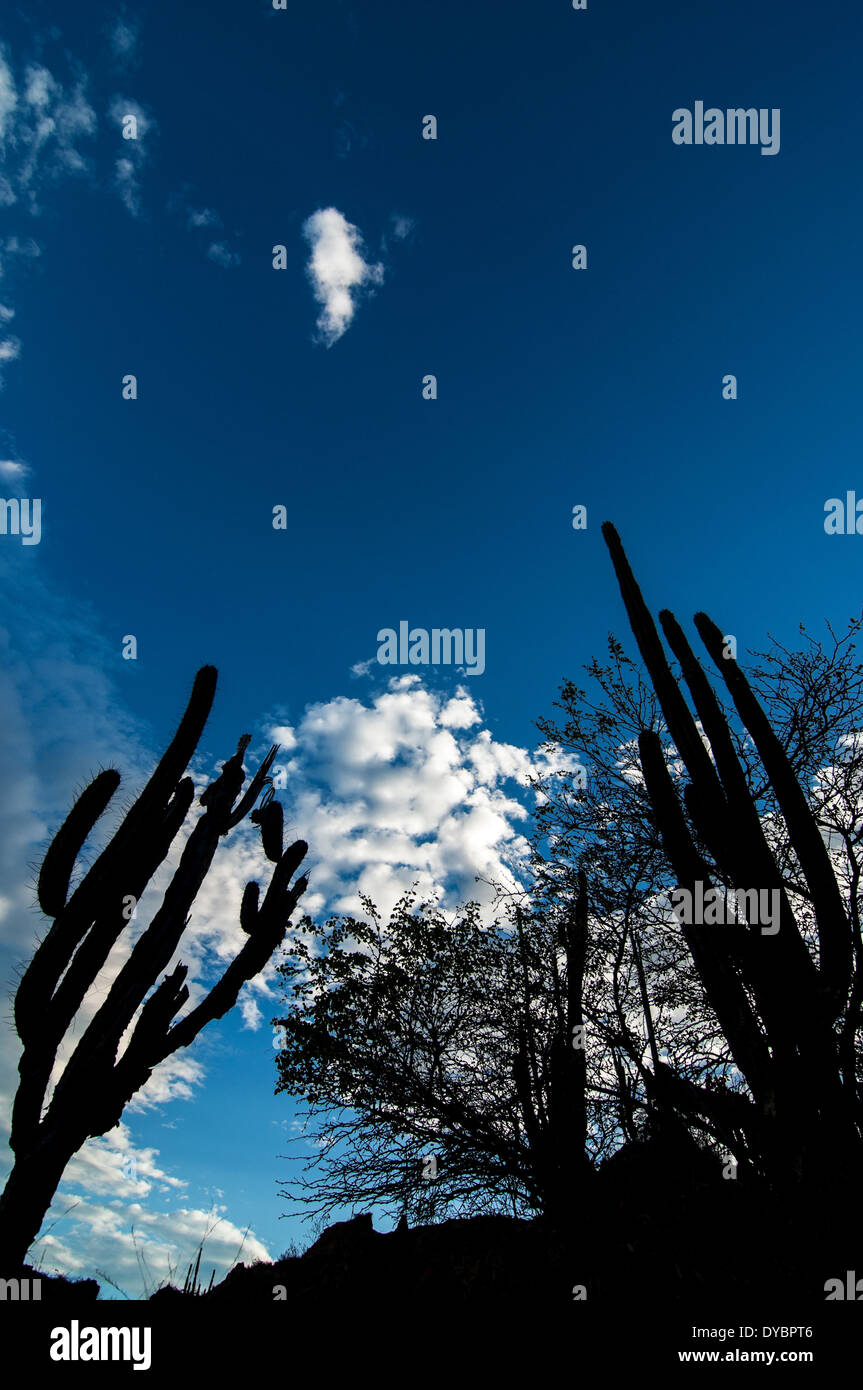 Tiefblauer Himmel mit Silhouetten der Kaktus im Vordergrund in einer Wüste in Kolumbien Stockfoto
