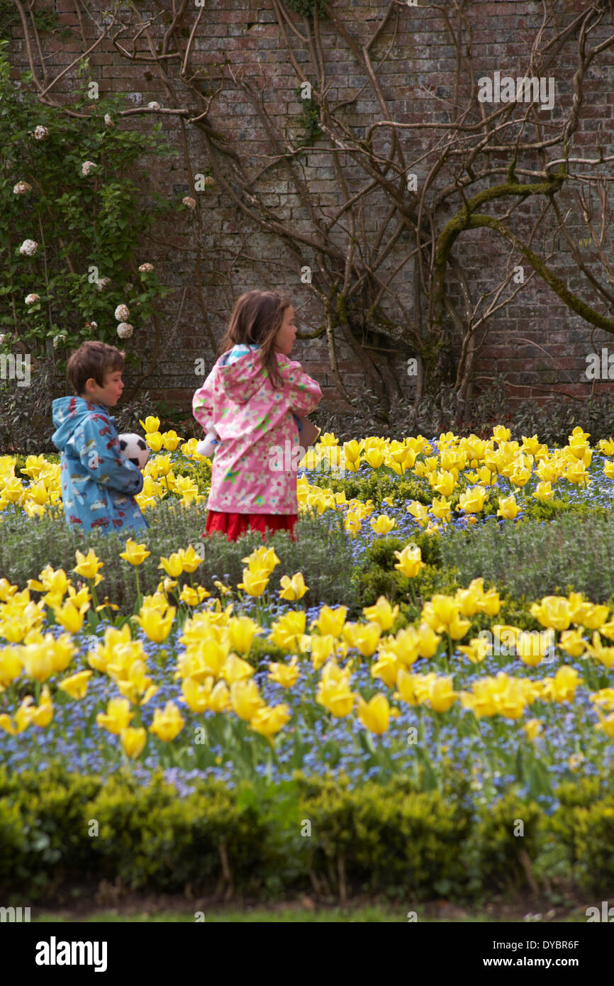 Junge und Mädchen gehen durch gelbe Tulpen Tulipa und Forget Me Nots Myosotis, die im April Spielzeug im Garten in Großbritannien tragen Stockfoto