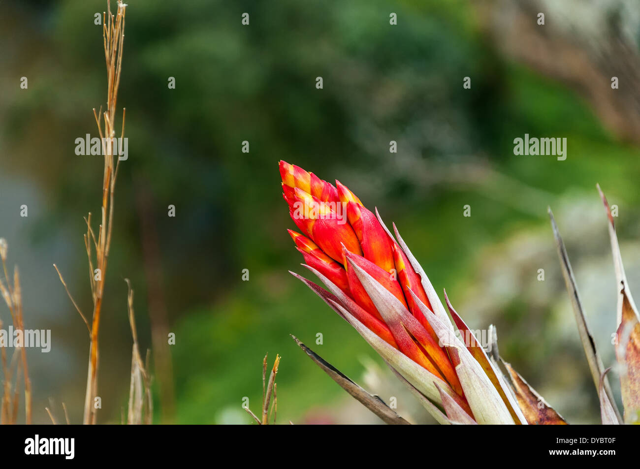 Eine rote Blume mit einem Fokus-Hintergrund in der Nähe von Suesca, Kolumbien Stockfoto