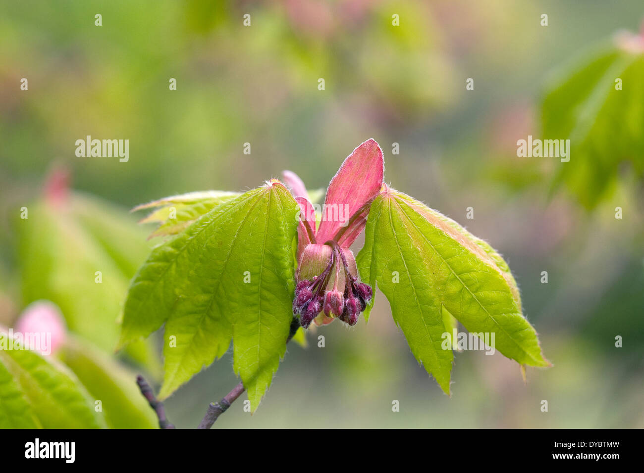 Acer Japonicum Blütenknospen. Stockfoto