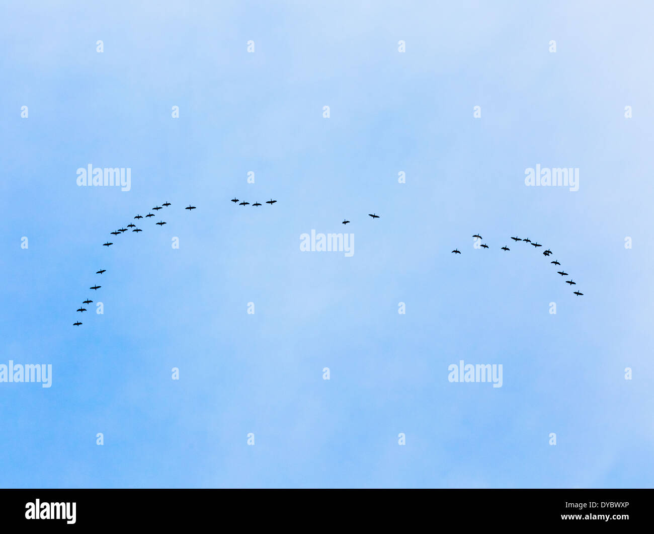 Schwarm Gänse fliegen in V-Formation fliegen in blauen Frühlingshimmel Stockfoto