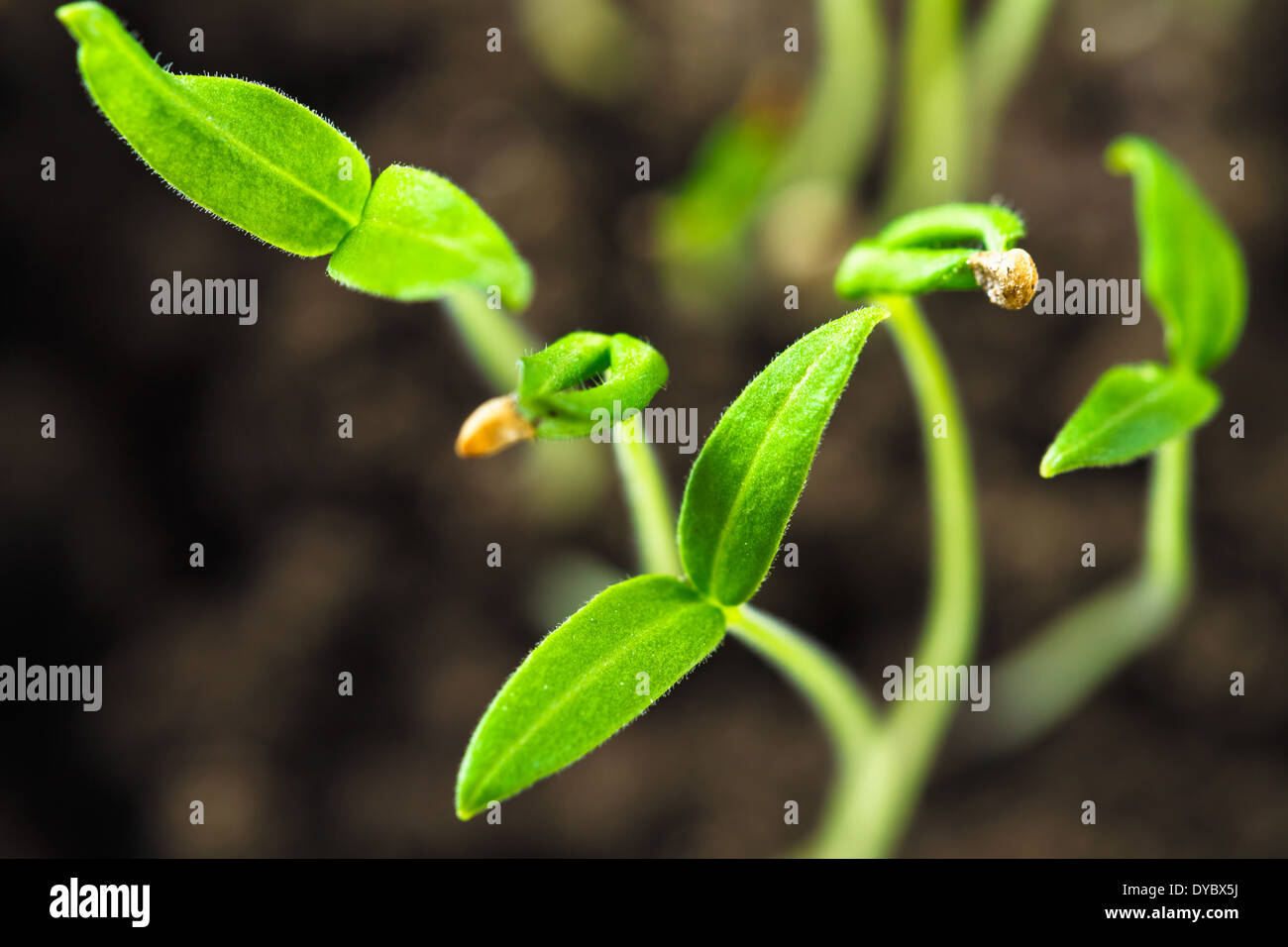Grüne Spross wachsen aus Samen isoliert auf weißem Hintergrund. Frühling-Konzept des neuen Lebens Stockfoto