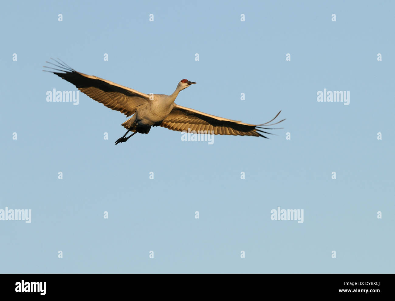 Sandhill Kran fliegen über das Wasser und die Hügel in Bosque Del Apache National Wildlife Reserve, New-Mexico-USA Stockfoto