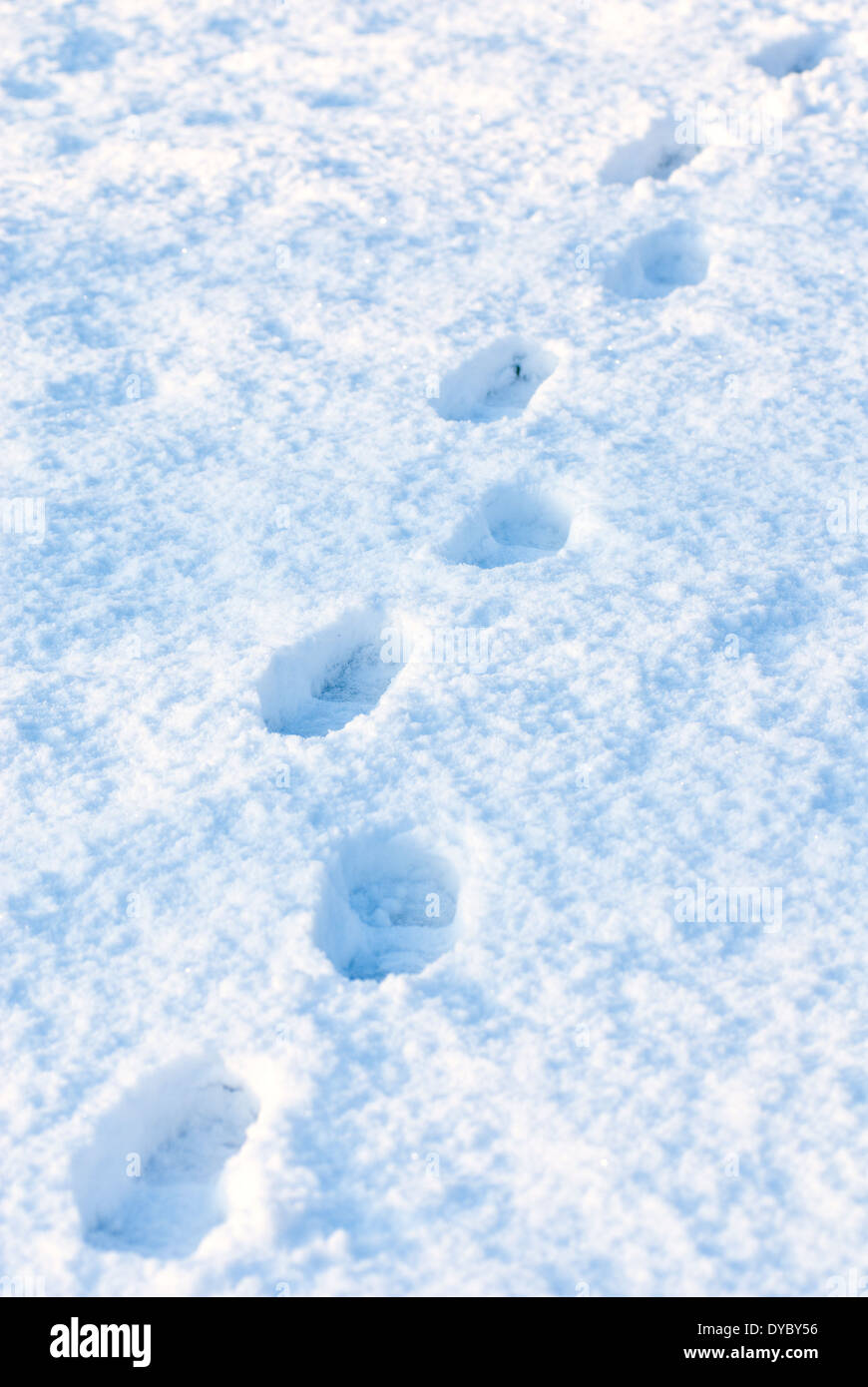 Fußspuren im Schnee. Stockfoto