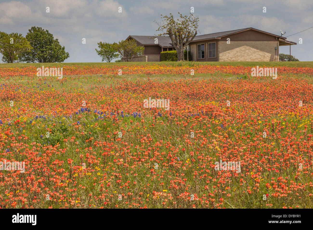 Bereich der Indian Paintbrush und anderen Wildblumen im alten Baylor College State Park in Texas. Stockfoto