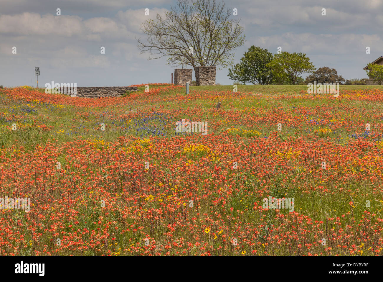 Bereich der Indian Paintbrush und anderen Wildblumen am alten Baylor College Park in Unabhängigkeit, Texas. Stockfoto