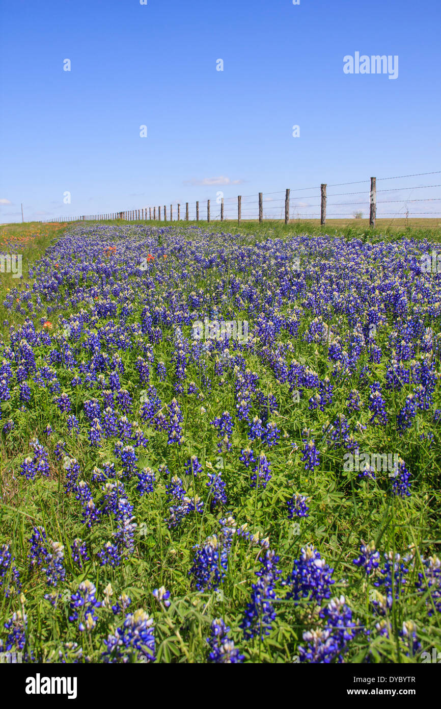 Texas Bluebonnets, Lupinus texensis und Indian Paintbrush, Castilleja indivisa, entlang einer Zaunlinie auf FM 362 bei Whitehall, Texas. Stockfoto
