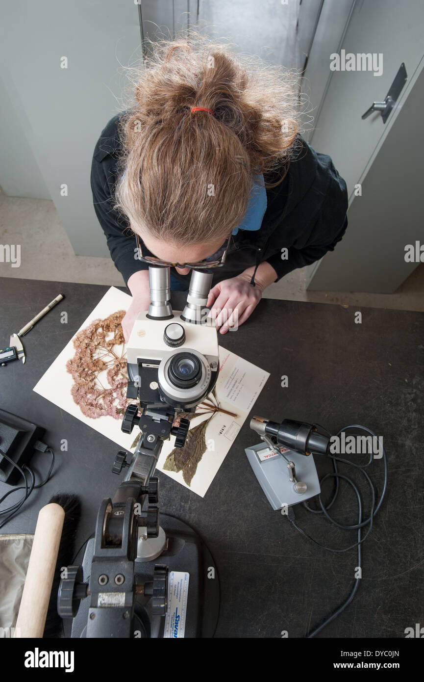 Wissenschaftler untersuchen eine Pflanze-Probe in eine Forschung Gewächshausanlage Stockfoto