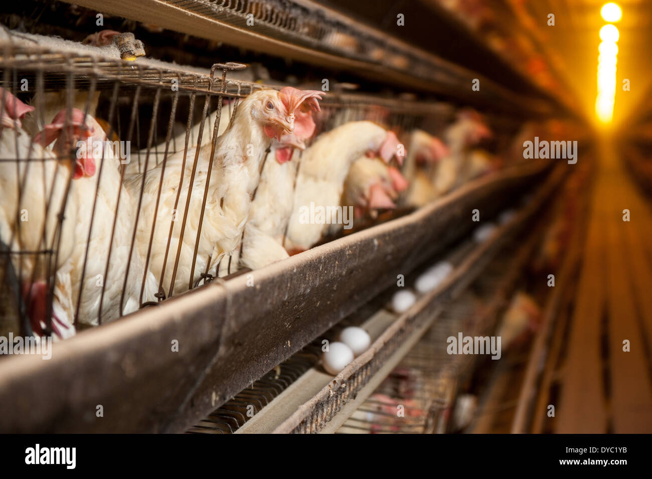 Hühner in Käfigen auf ein konventioneller Produktion, Ei landwirtschaftlicher Haupterwerbsbetrieb Stockfoto