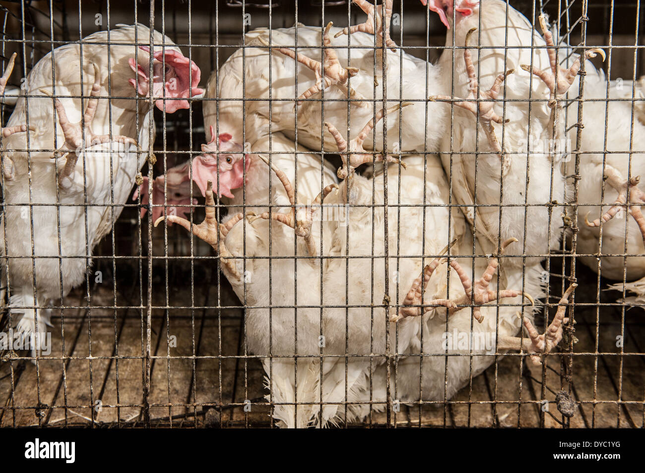 Hühner in Käfigen auf ein konventioneller Produktion, Ei landwirtschaftlicher Haupterwerbsbetrieb Stockfoto