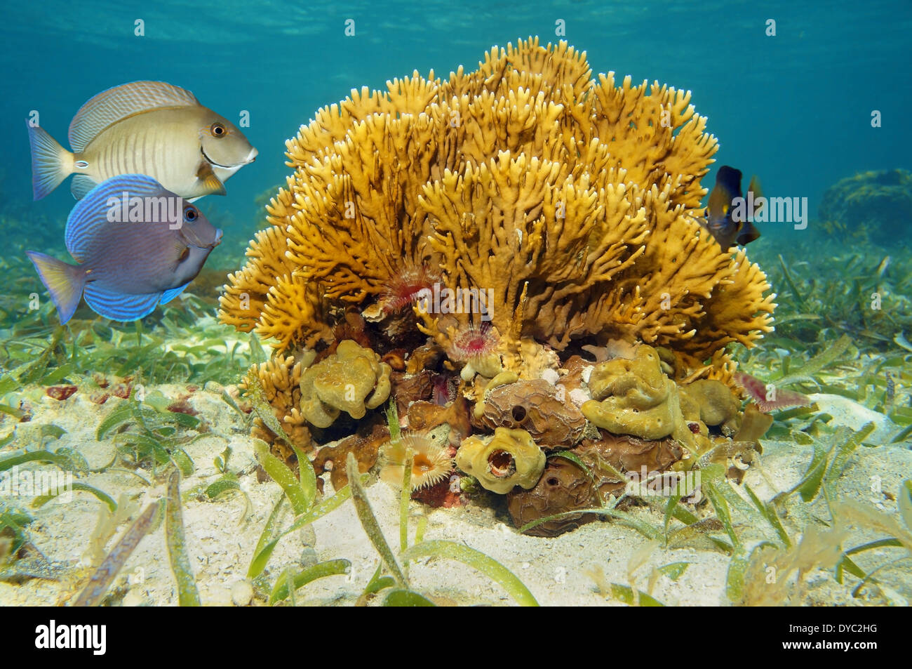 Meeresboden mit verzweigten Feuer Korallen, Millepora Alcicornis und tropischen Fischen in der Karibik Stockfoto