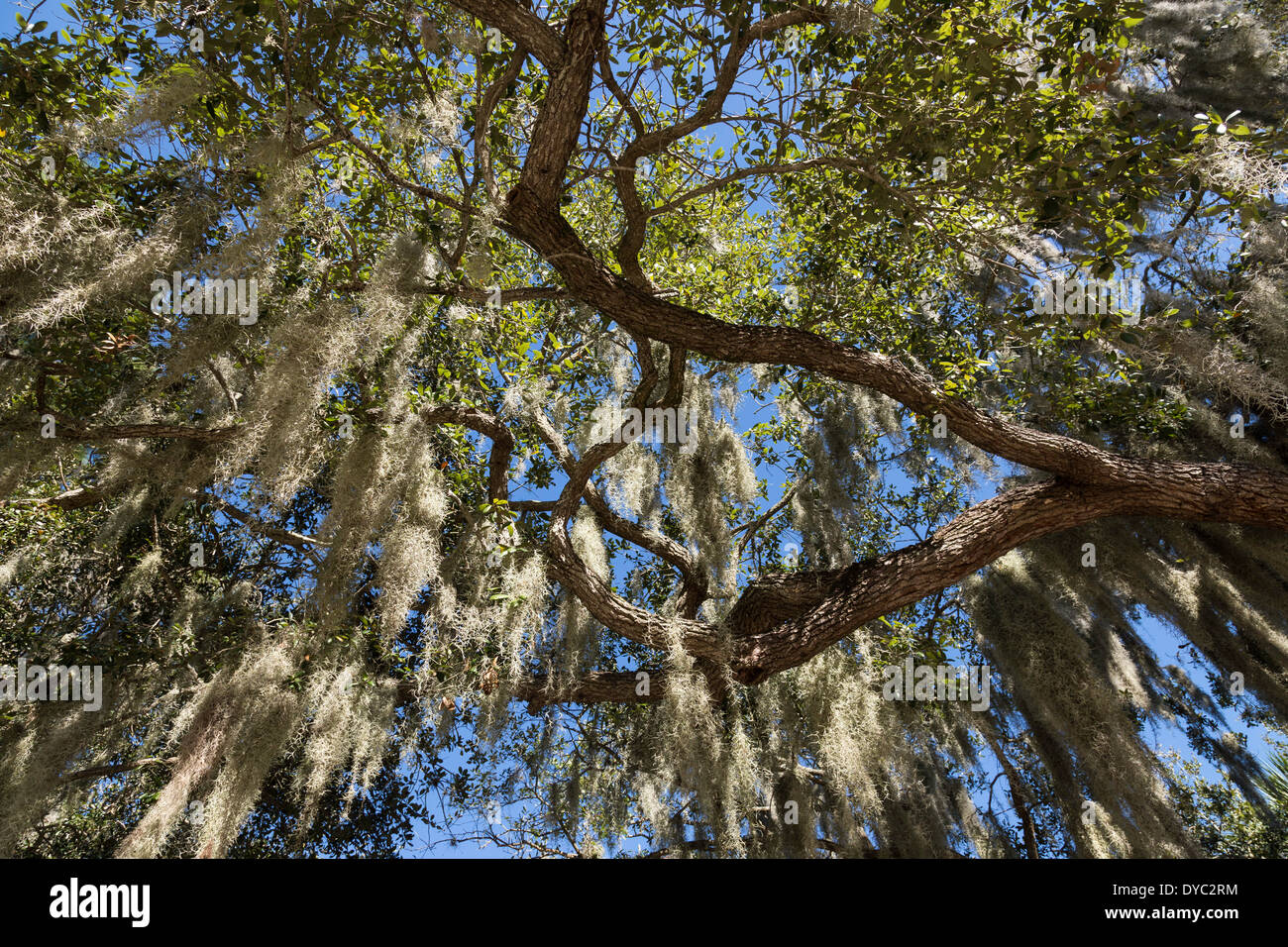 Spanish Moss hängen im südlichen Live Oak Tree, Tampa, FL Stockfoto