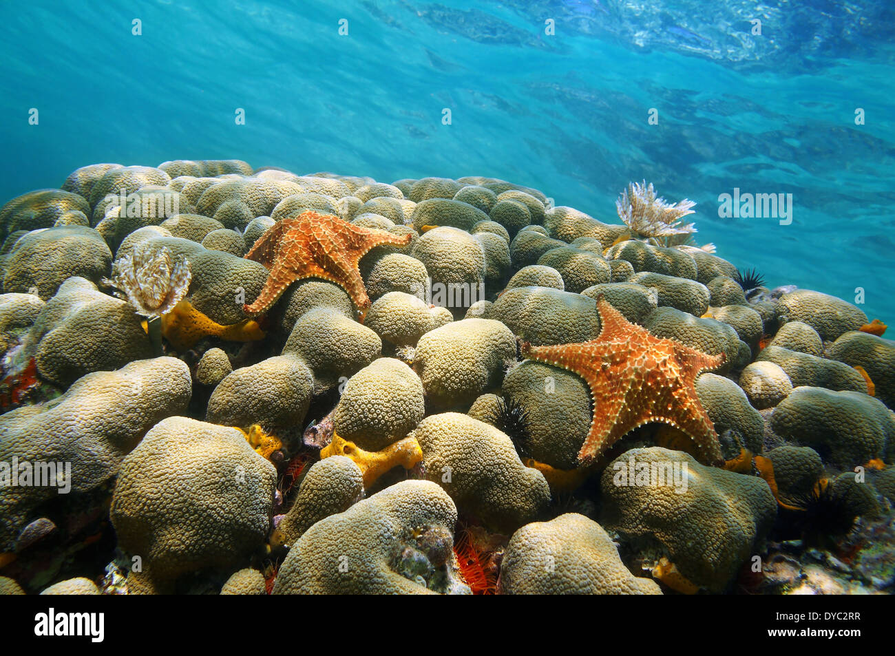 Unterwasser Korallen mit zwei Seesterne und Wasseroberfläche im Hintergrund, Karibik Stockfoto