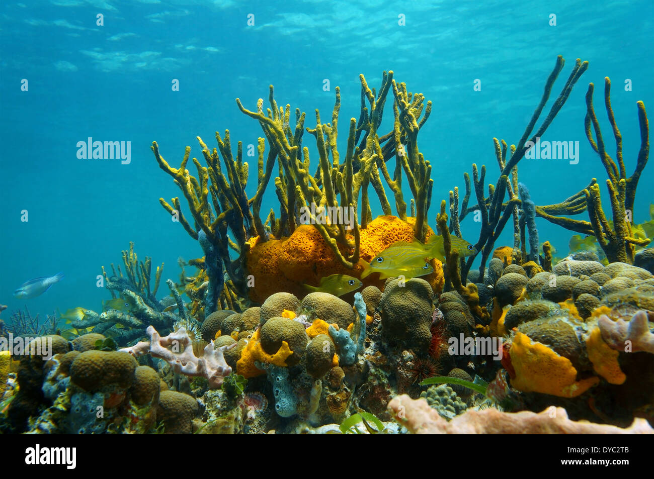 Unterwasserlandschaft mit bunten Unterwasserwelt in einem Korallenriff der Karibik, Mexiko Stockfoto