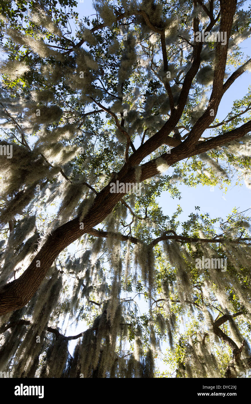Spanish Moss hängen im südlichen Live Oak Tree, Tampa, FL Stockfoto