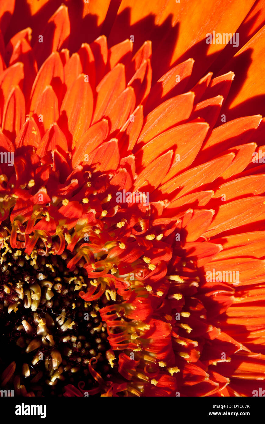 Orange Flower Abstract Stockfoto