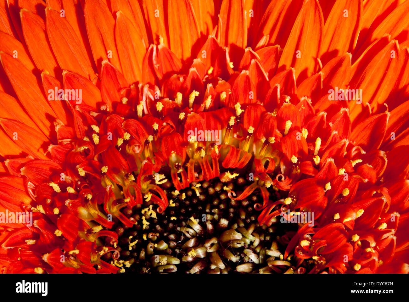Orangefarbene Blume Abstrakt Stockfoto